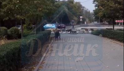 Возле стадиона "Кировец" в Донецке бродило стадо овец: фото