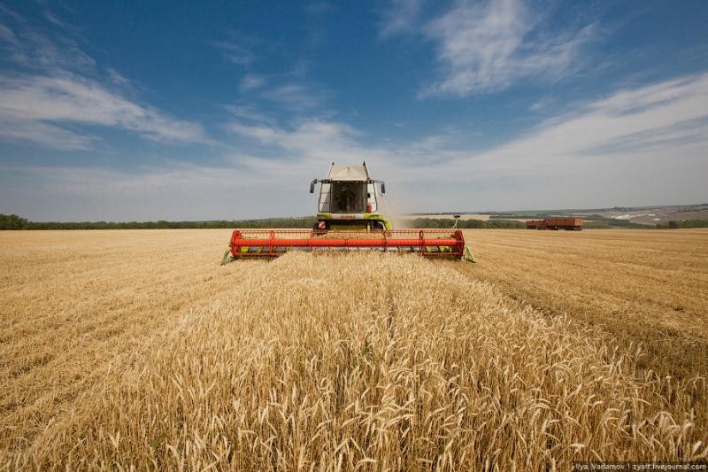 На Донеччині розкрили схему незаконного експорту сільгосппродукції на 370 мільйонів