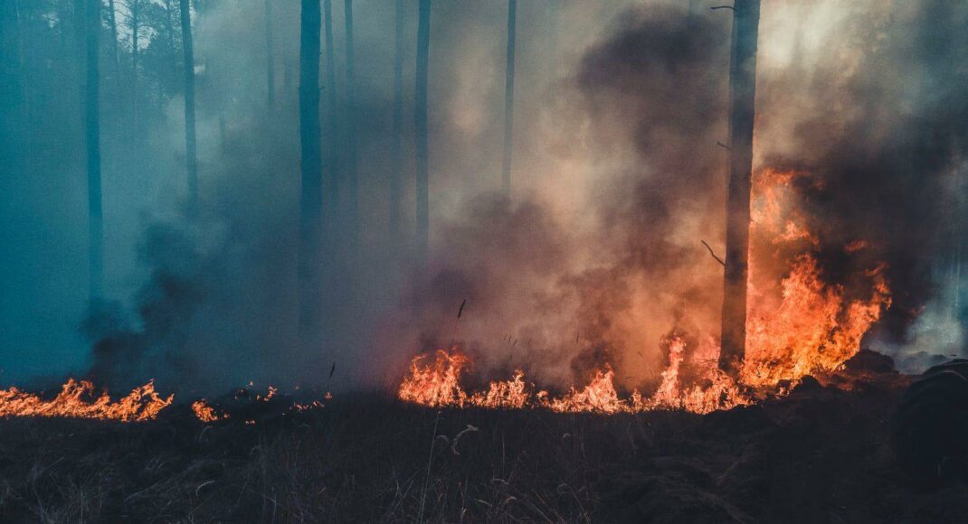Питання відновлення лісів Луганщини вимагає міжнародної уваги, - Гайдай