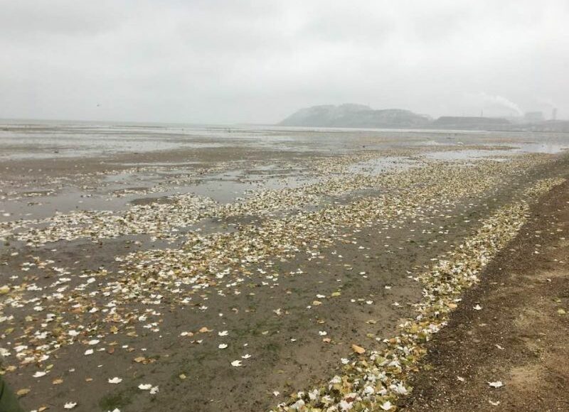 Води Азовського моря відступили від узбережжя Маріуполя