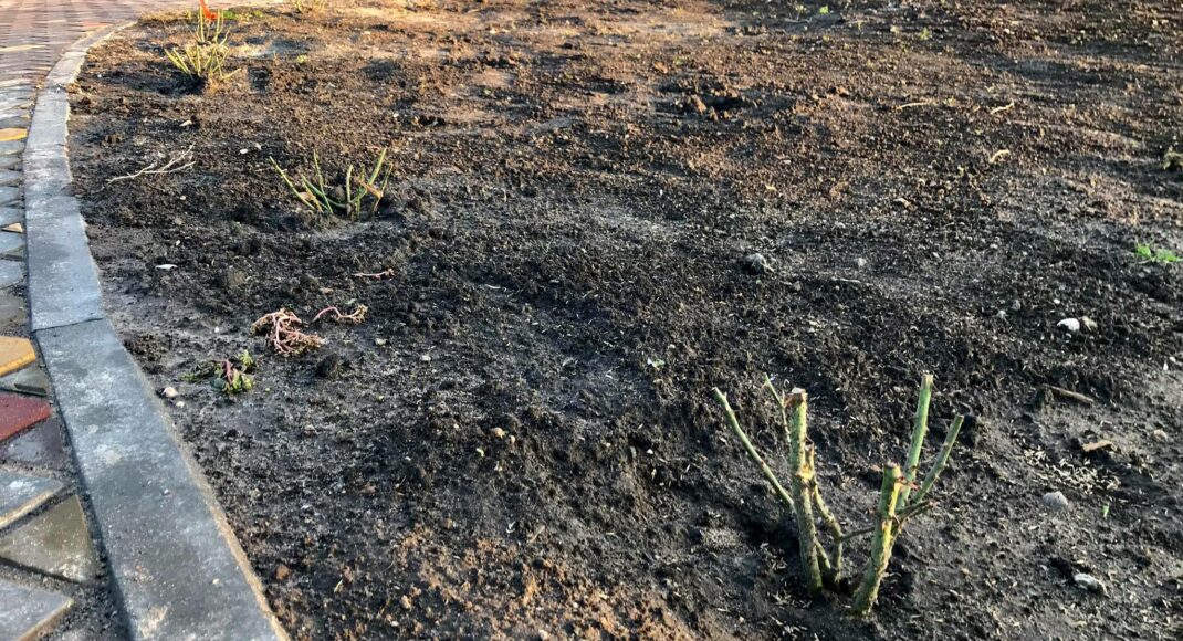 У краматорському Саду Бернацького вкрали понад 100 кущів англійських троянд