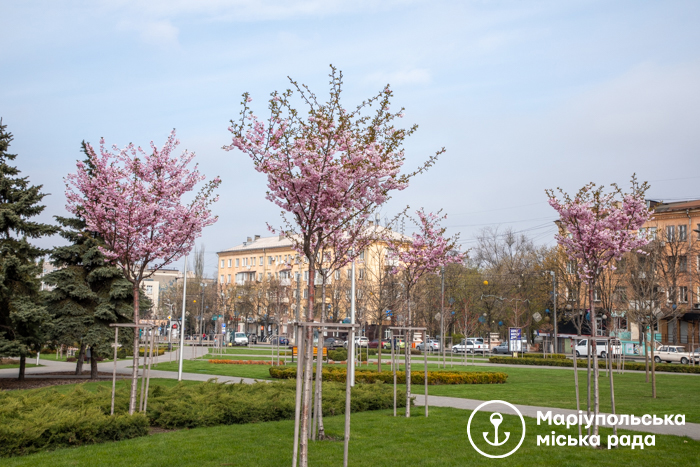 У Маріуполі яблуні на вулицях замінять на сакури