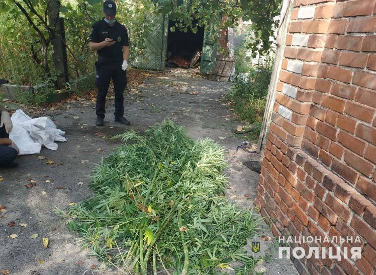 Полиция Славянская уличила двух местных жителей в выращивании и хранении каннабиса