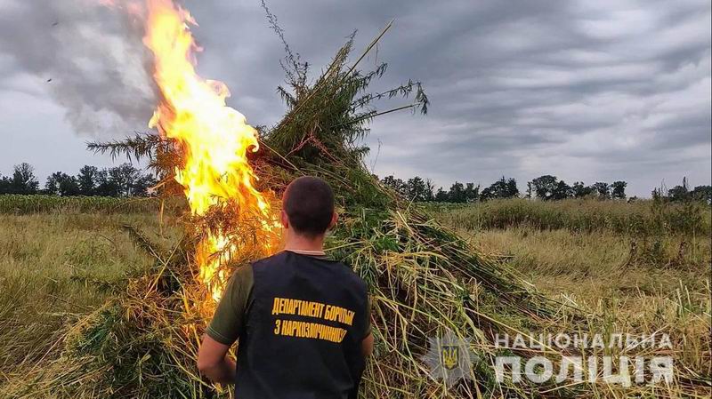 Поблизу Костянтинівки поліцейські знищили майже 10 мільйонів кущів конопель
