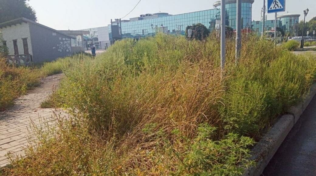 В окупованому Донецьку залізничний вокзал заріс амброзією (фото)