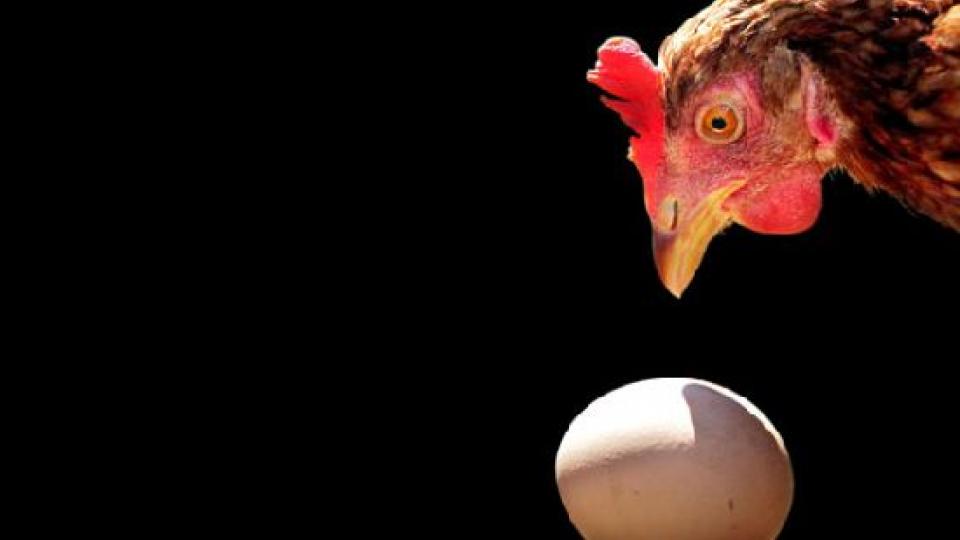 В ОРДО появился дефицит на куриное мясо и яйца
