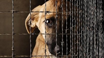 В Мариуполе с начала года зафиксировали 12 заявлений о жестоком обращении с животными