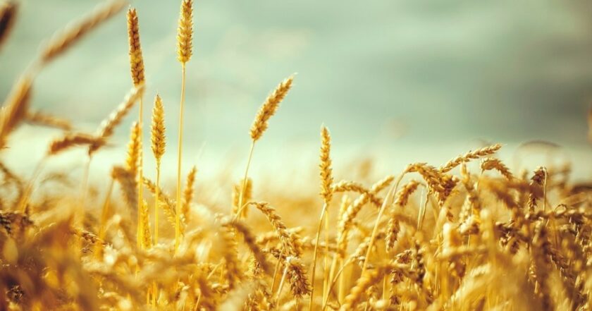 Україна планує зібрати цьогоріч до 20 мільйонів тонн урожаю пшениці