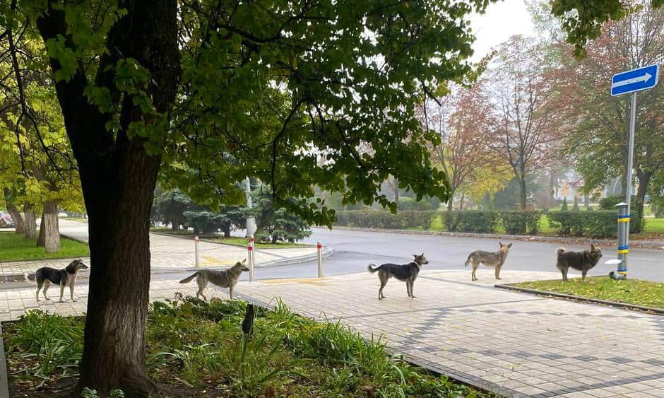 В Краматорске для бездомных животных установили станцию питания