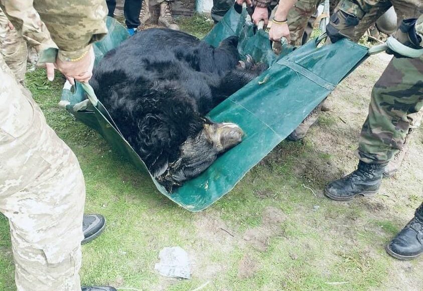Украинские защитники спасли контуженого медведя в местном зоопарке под Лиманом