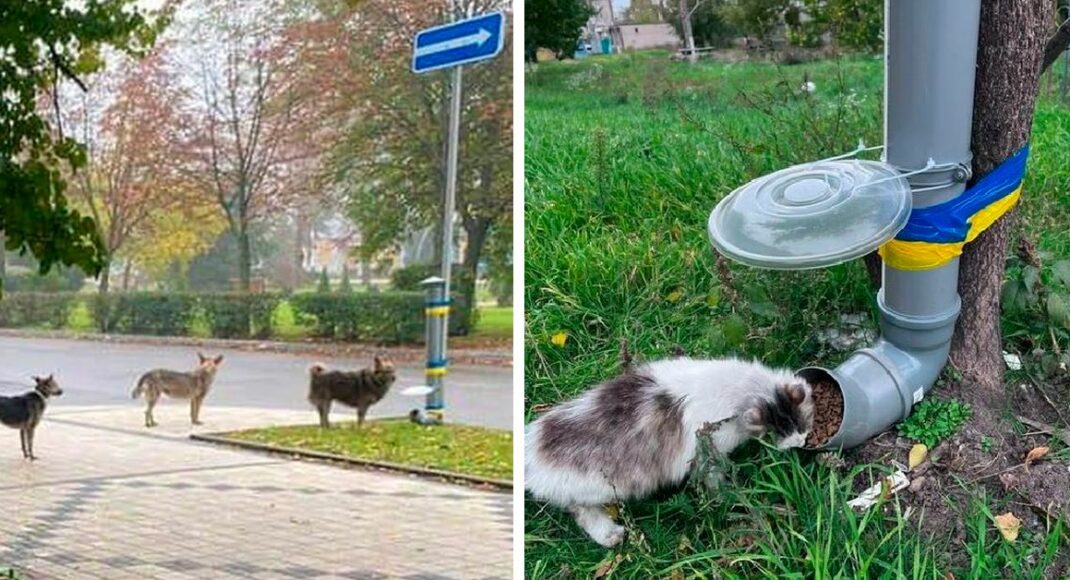 Кормушки, к которым становятся в очередь: как креативная инициатива помогает животным Донетчины