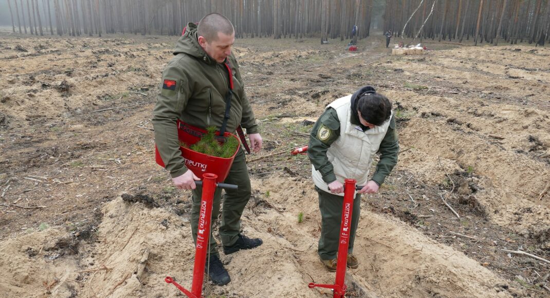 На деоккупированной Лиманщине на месте уничтоженного леса высадили более 9 тыс. сосен