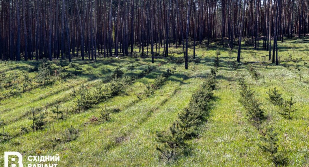 На Донеччині не на всій території підприємств можна проводити лісовідновлення