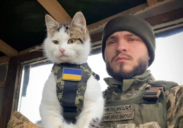 На Одещині зник улюбленець українців котик Шайба