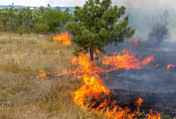 Загарбники розповіли, скільки лісів знищено бойовими діями на окупованій Донеччині