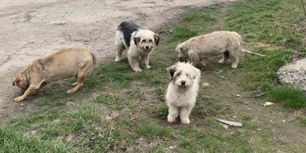 У Мар’їнській громаді продовжують рятувати та годувати тварин
