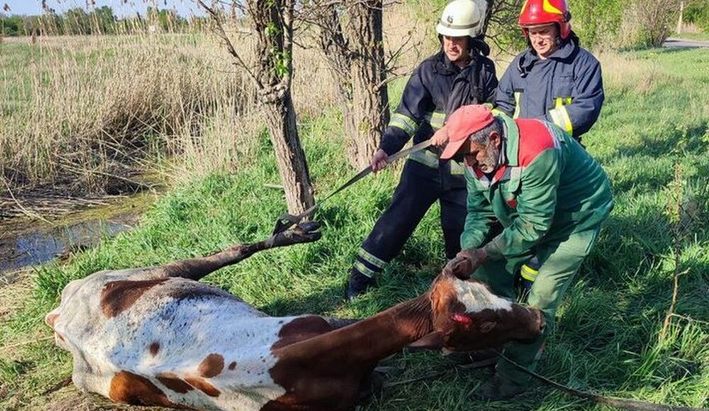 У Дружківці рятувальники витягли корову з болота (фото)