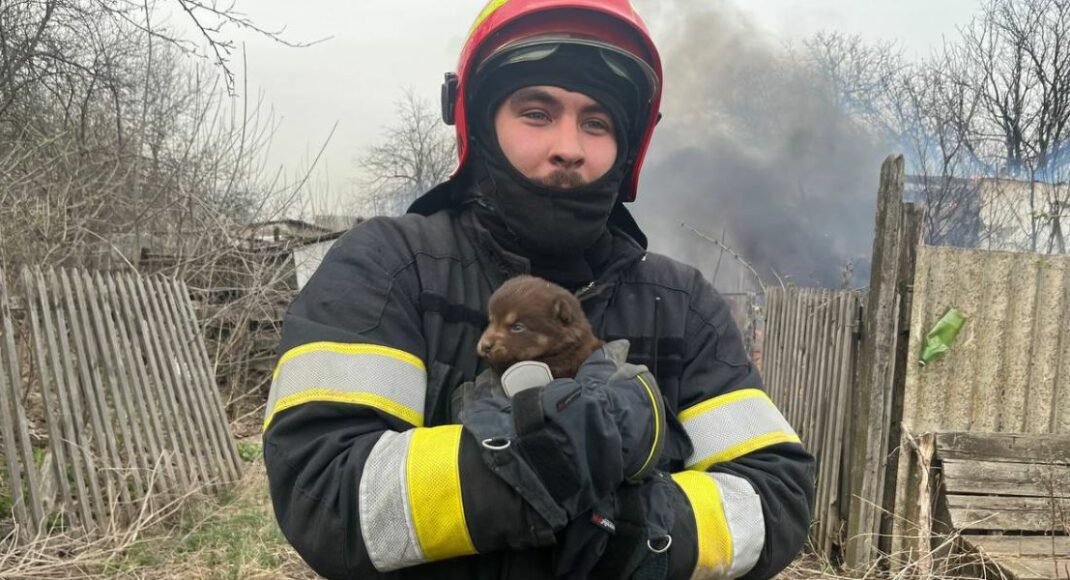 На Лиманщині надзвичайники врятували цуценя з трави, яка палала