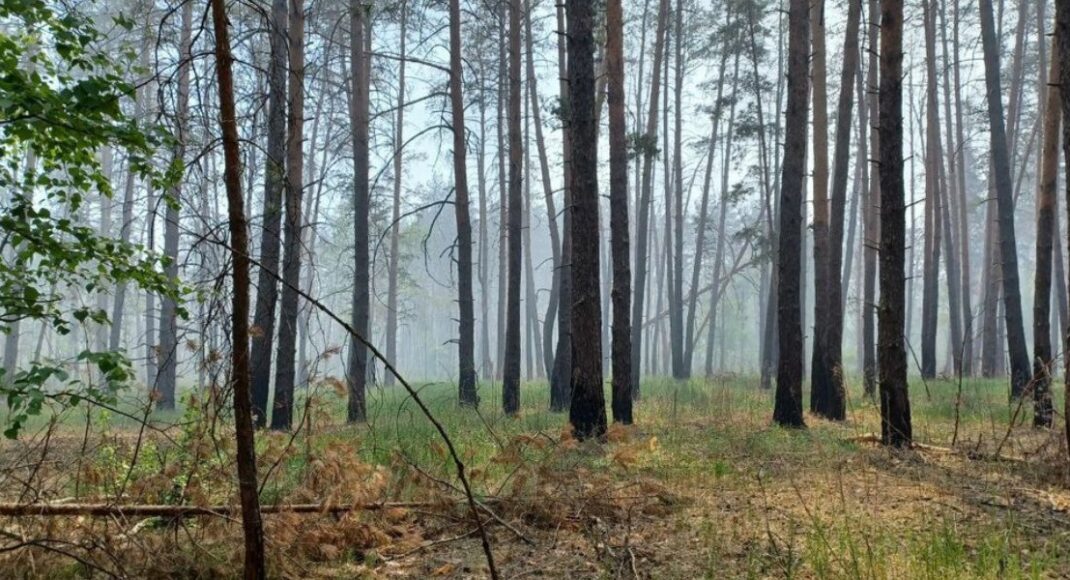 Унаслідок російських обстрілів на околицях Лиману почалася лісова пожежа