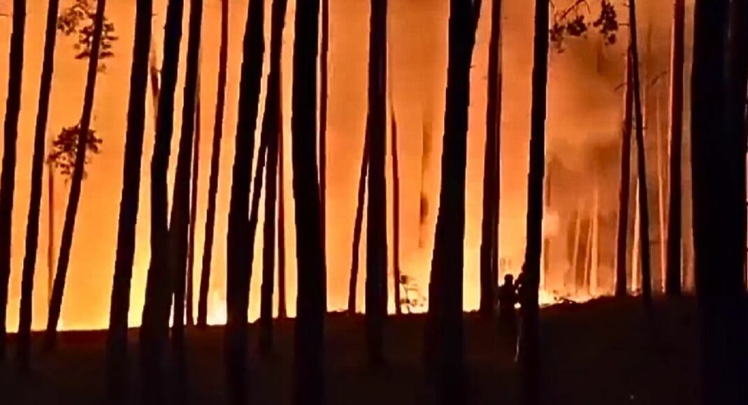 Цьогоріч у Лиманському лісництві вогонь знищив вже понад 2 тисячі гектарів сосни віком від 18 до 140 років (відео)