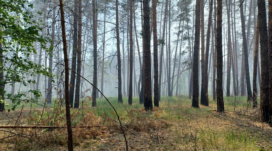 В Лиманських лісах через пожежі вигоріло 29 га підстілки
