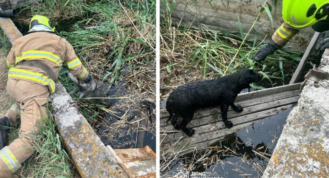 Чрезвычайники Лиманского гарнизона спасли собак из водоема (фото)