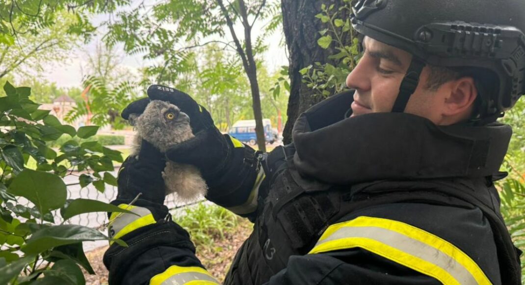У Покровську рятувальники повернули трьох совенят у гніздо (фото)