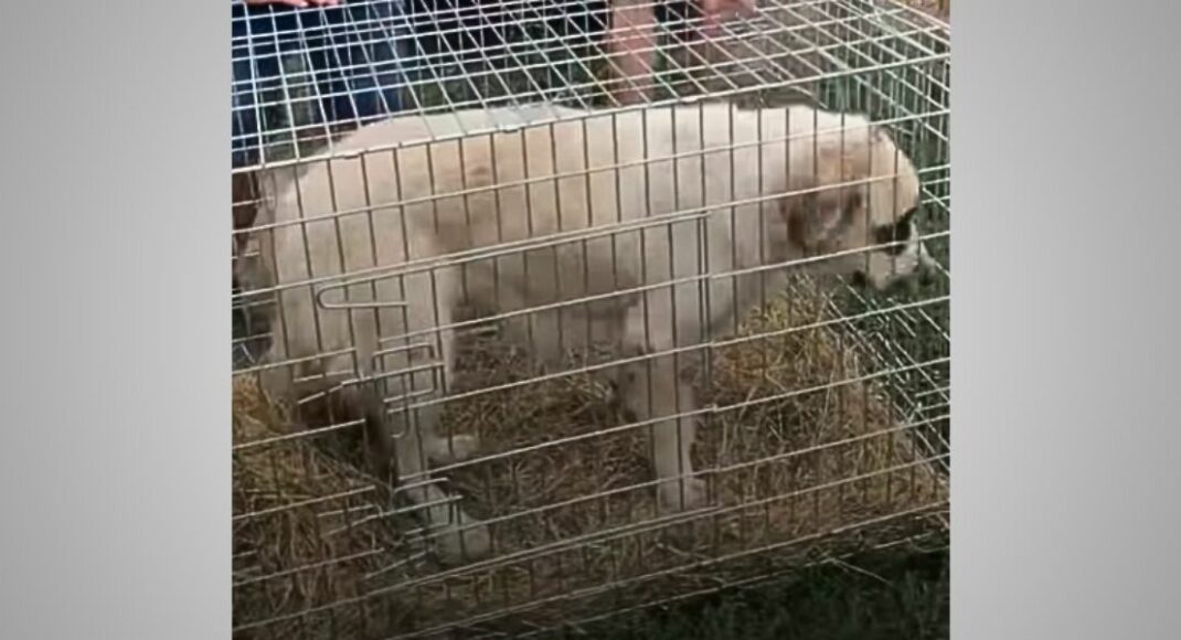 На Донетчине спасли заброшенную алабайку с опухолью, которая была закрыта в сарае (видео)