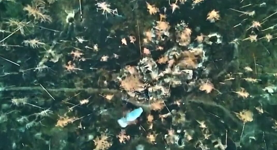 Прикордонники пошкодили з десяток позицій ворога у Серебрянському лісі (відео)