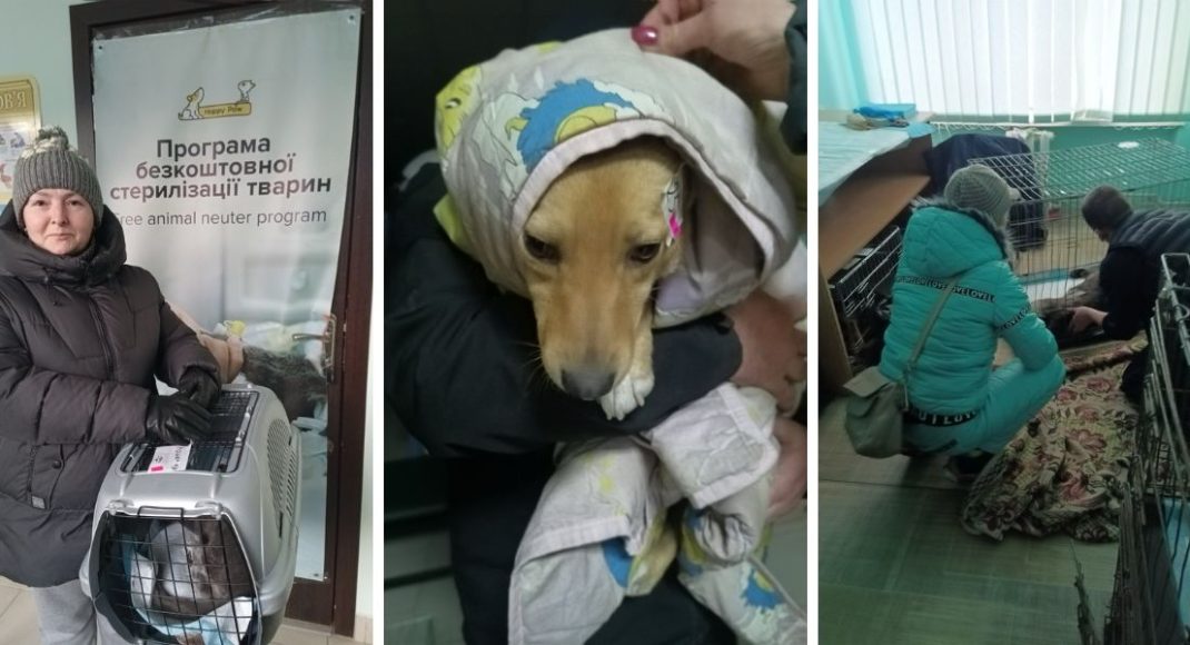В Константиновской громаде уже более 200 животных стерилизовано благодаря "Happy Paw" (фото)