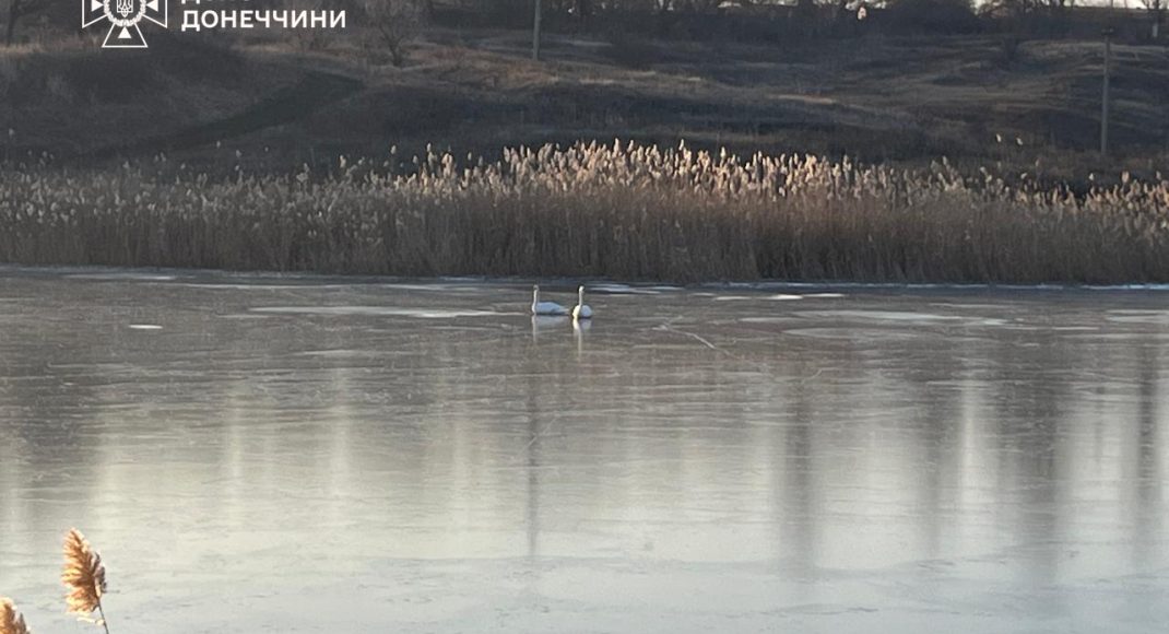 На Донетчине чрезвычайники освободили лебедей из ледяной ловушки на Краматорщине (фото)