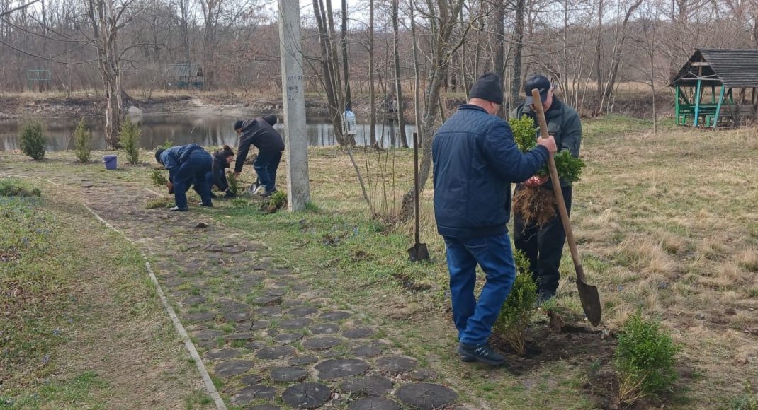 В Святогорске у Бездонного озера высадили самшит (фото)