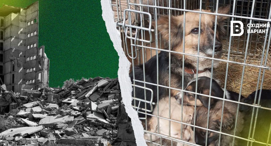 «Мы вывозим всех»: как «UAnimals» спасают животных с прифронтовой Донетчины