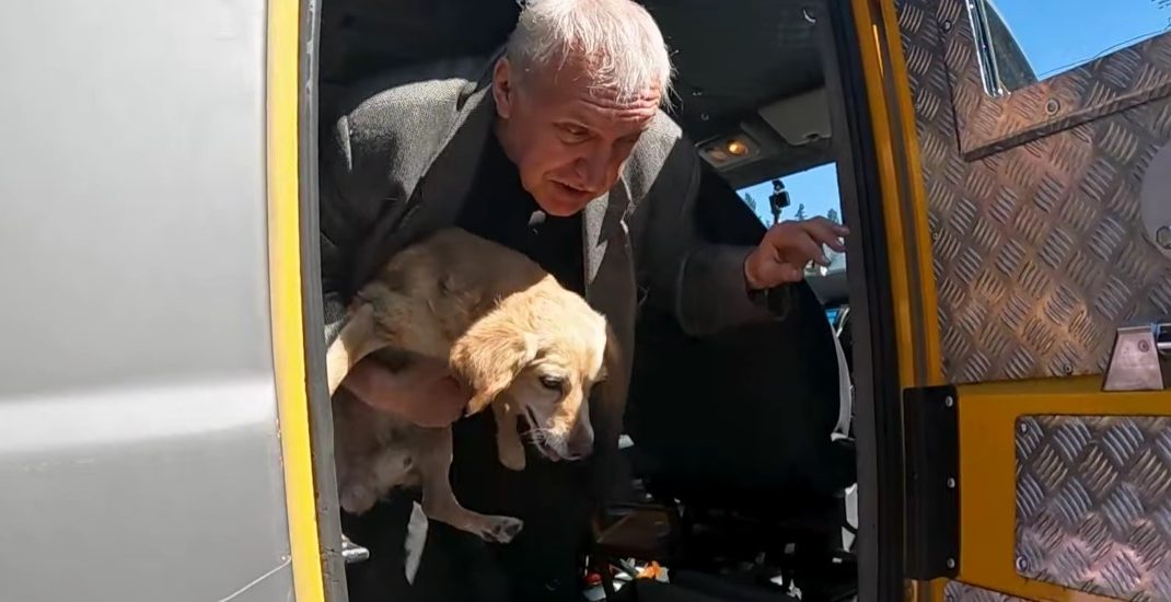 "Капелланский патруль" и "Белые ангелы" вывезли из Покровска людей, кошек и собаку (видео)