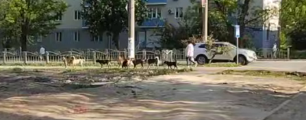 Жители оккупированного Мариуполя продолжают страдать от стай бездомных собак
